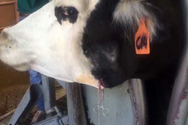 Кракен актуальное зеркало 2kmp